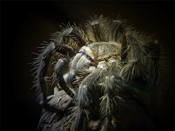 Tarantula Spider Picture Board by Aj’s Images