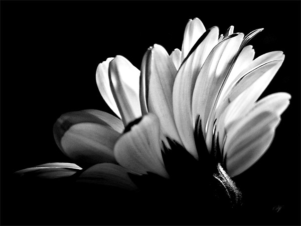 Gerbera In Black And White. Picture Board by Aj’s Images