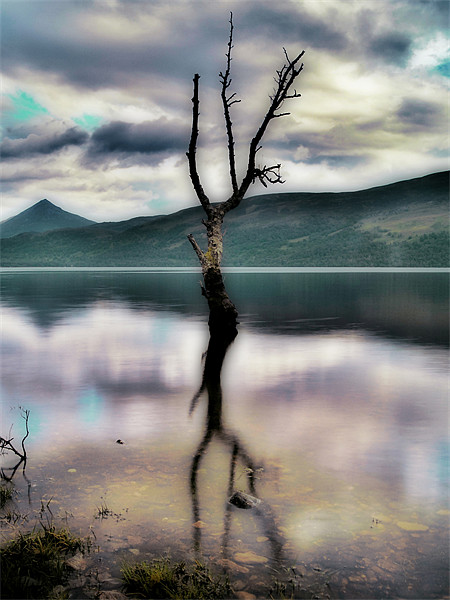 Lone Tree on Loch Rannoch Picture Board by Aj’s Images