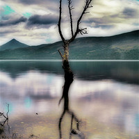 Buy canvas prints of Lone Tree on Loch Rannoch by Aj’s Images
