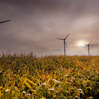 Buy canvas prints of Turbines in a maize field by Stephen Mole