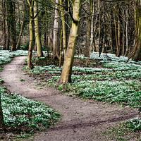 Buy canvas prints of Snowdrops at Walsingham by Stephen Mole
