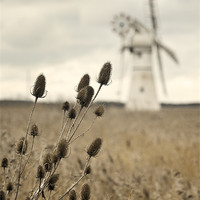 Buy canvas prints of Teasel over Thurne Mill by Stephen Mole