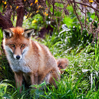 Buy canvas prints of Red Fox by Stephen Mole