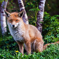 Buy canvas prints of Red Fox by Stephen Mole