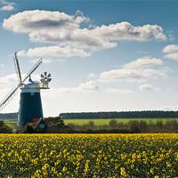 Buy canvas prints of Burnham Windmill oilseed rape field by Stephen Mole