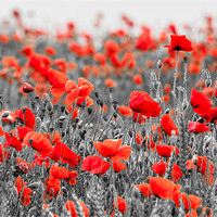 Buy canvas prints of Poppies against Black and White by Stephen Mole