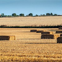 Buy canvas prints of Square bales of Straw by Stephen Mole