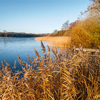 Buy canvas prints of Rollesby Broad in Norfolk by Stephen Mole
