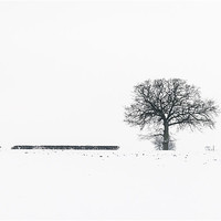 Buy canvas prints of Lonely tree by Stephen Mole