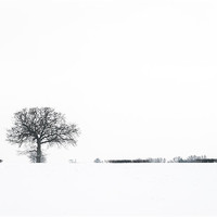Buy canvas prints of Tree in the snow by Stephen Mole