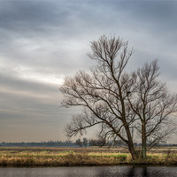 Buy canvas prints of Tree at St Benets Abbey by Stephen Mole