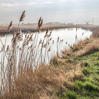 Buy canvas prints of Looking towards Thurne Mill by Stephen Mole