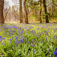 Buy canvas prints of Blue Bells by Stephen Mole