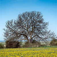 Buy canvas prints of Tree in Dandelion Field by Stephen Mole