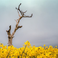 Buy canvas prints of Dead tree in Oilseed rape field by Stephen Mole