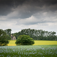 Buy canvas prints of Field of Linseed Oil by Stephen Mole