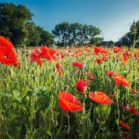 Buy canvas prints of Early Morning Poppies by Stephen Mole