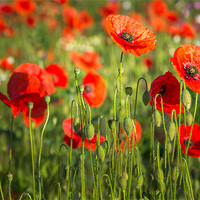Buy canvas prints of Red Poppies by Stephen Mole