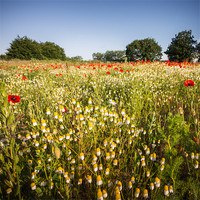 Buy canvas prints of Poppied and Daisies by Stephen Mole