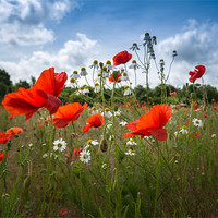 Buy canvas prints of Red Poppies and Daisies by Stephen Mole