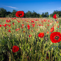 Buy canvas prints of Poppies Poppies by Stephen Mole