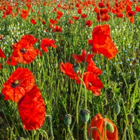 Buy canvas prints of Panoramic Poppies by Stephen Mole