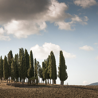 Buy canvas prints of Trees in Tuscany by Stephen Mole