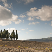Buy canvas prints of Cyprus trees in Tuscany by Stephen Mole