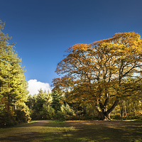 Buy canvas prints of Autumnal colours in Bacton Wood by Stephen Mole