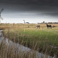 Buy canvas prints of Horse and Donkeys at Thurne by Stephen Mole