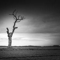 Buy canvas prints of Lonely dead tree by Stephen Mole