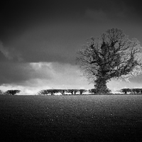 Buy canvas prints of Norfolk Tree by Stephen Mole