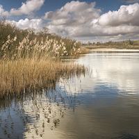 Buy canvas prints of Reeds on South Walsham Broad by Stephen Mole