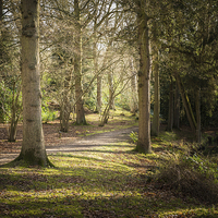 Buy canvas prints of Fairhaven Woods by Stephen Mole