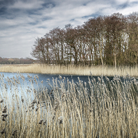 Buy canvas prints of Filby Broad through the Reeds by Stephen Mole