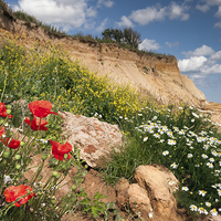 Buy canvas prints of Poppies on a cliff by Stephen Mole