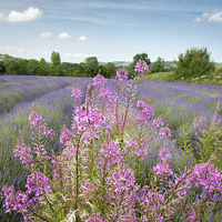 Buy canvas prints of  Pink in a field of Lavender by Stephen Mole