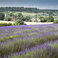 Buy canvas prints of  Lavender overlooking an Oasthouse by Stephen Mole