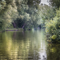Buy canvas prints of  Up the River Ant by Stephen Mole