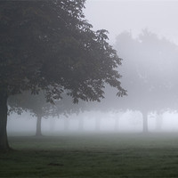 Buy canvas prints of Trees in the mist by Stephen Mole