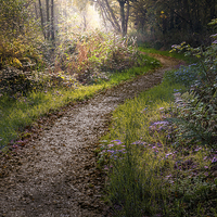 Buy canvas prints of  Enchanted lane at Filby by Stephen Mole