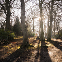 Buy canvas prints of  Tree Shadows at Fairhhaven Gardens by Stephen Mole