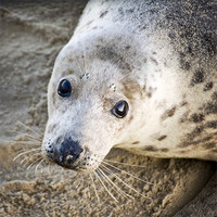 Buy canvas prints of Close up of seal pup by Stephen Mole