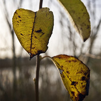 Buy canvas prints of 3 final leaves of Autumn by Stephen Mole