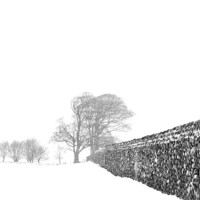 Buy canvas prints of Trees in a blizzard by Stephen Mole