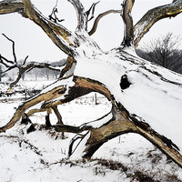 Buy canvas prints of Squid tree in the snow by Stephen Mole