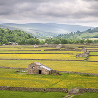 Buy canvas prints of  Buttercups in Swaledale by Stephen Mole
