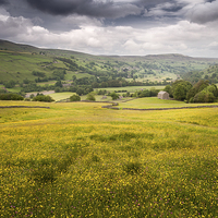 Buy canvas prints of Buttercups in Swaledale by Stephen Mole