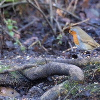 Buy canvas prints of A red robin spies on a water rat by Stephen Mole